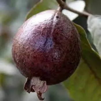 Red Guava Plant